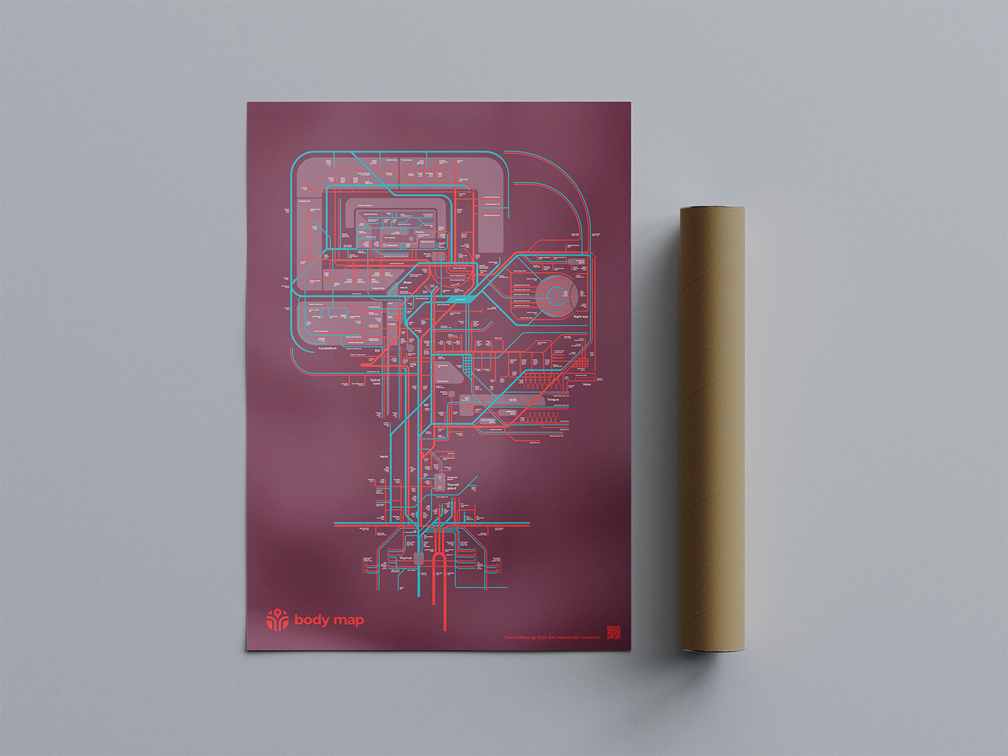 Circulatory system: Head (plum, first edition, A1)