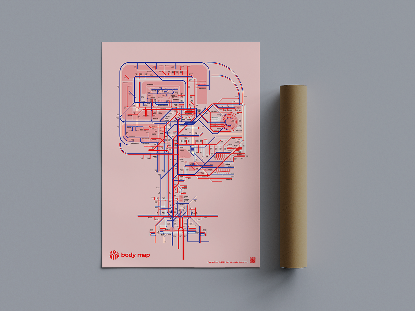 Circulatory system: Head (pink, first edition, A1)