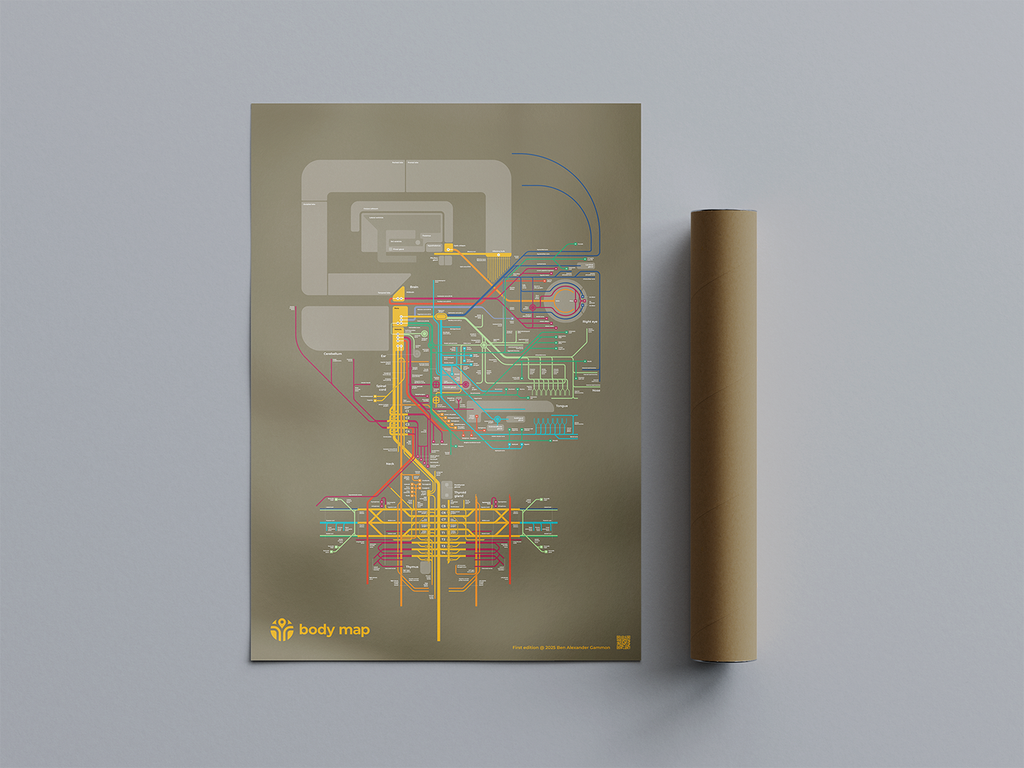 Nervous system: Head (olive, first edition, A1)