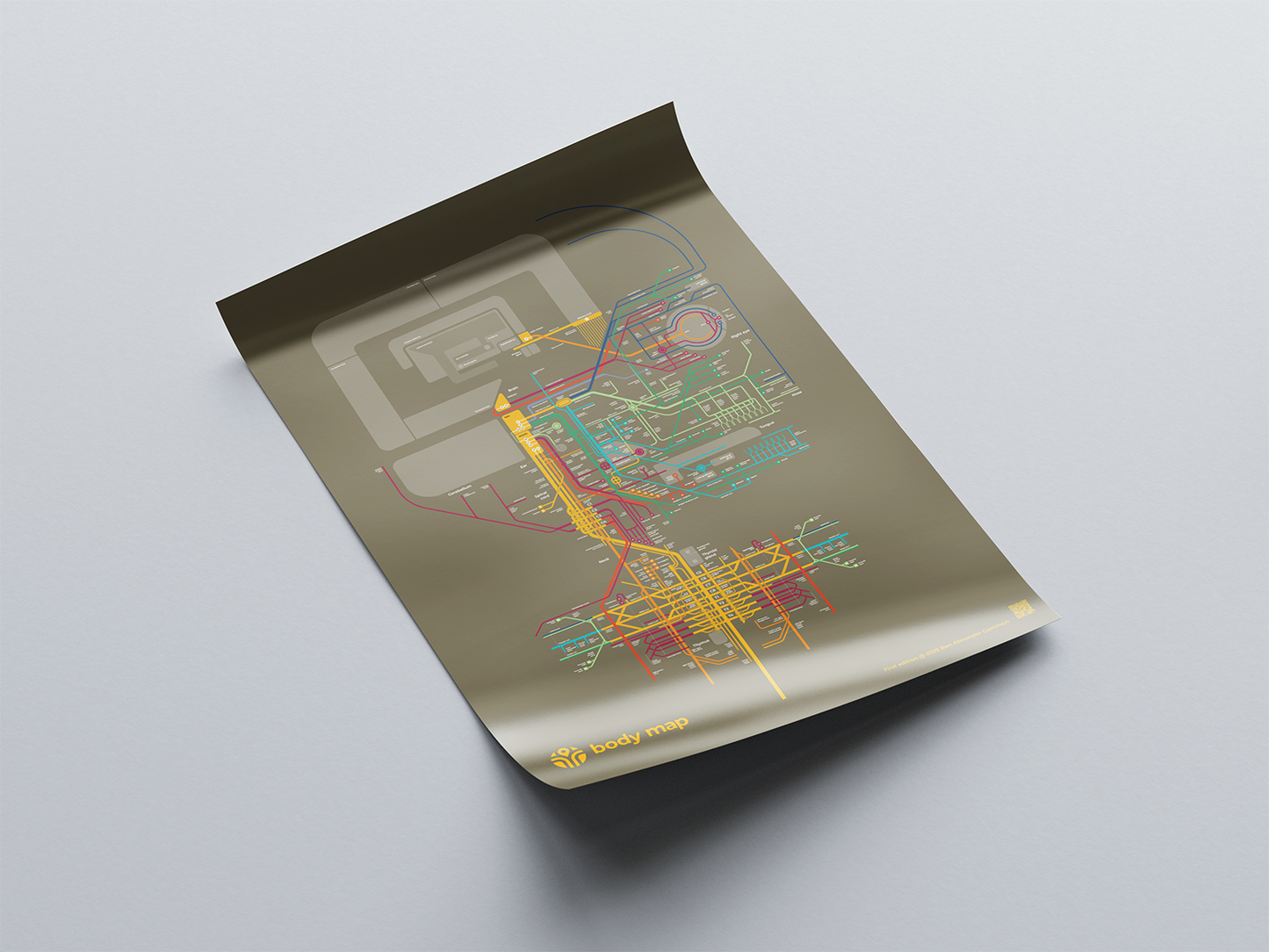 Nervous system: Head (olive, first edition, A1)