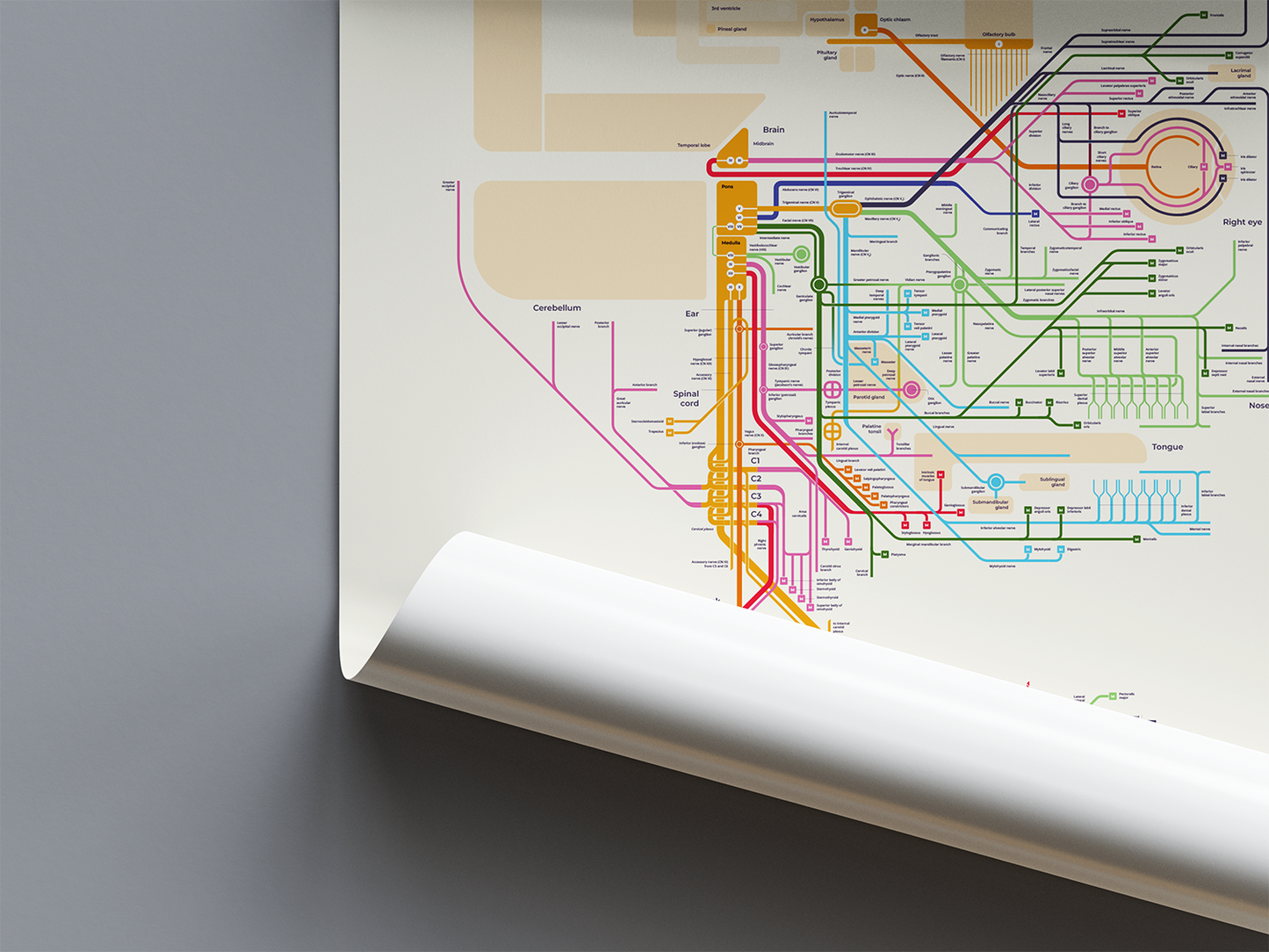 Nervous system: Head (ivory, first edition, A1)
