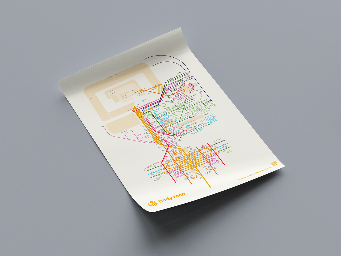 Nervous system: Head (ivory, first edition, A1)