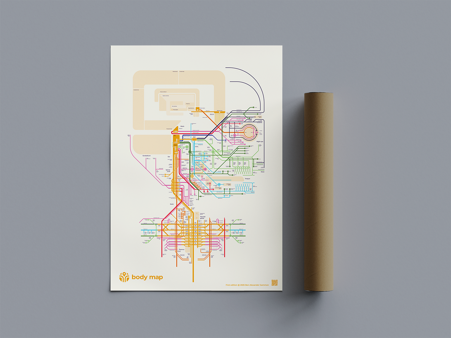 Nervous system: Head (ivory, first edition, A1)
